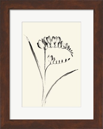 Framed Ink Wash Floral VI - Freesia Print