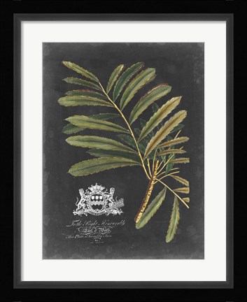 Framed Royal Foliage II Print