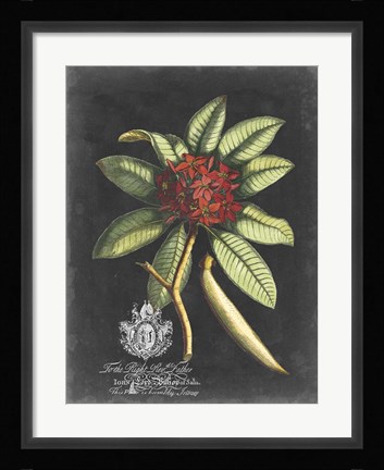 Framed Royal Foliage III Print