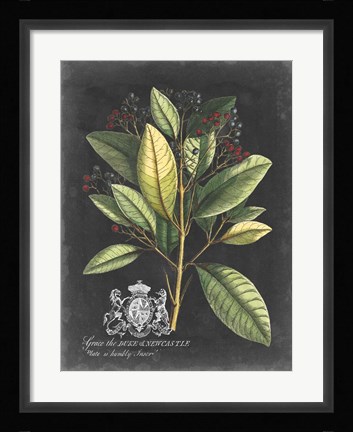 Framed Royal Foliage IV Print