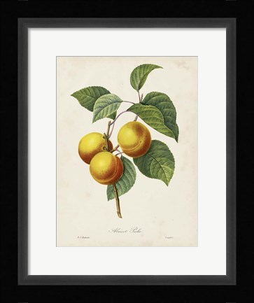 Framed Redoute's Fruit I Print