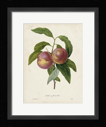 Framed Redoute's Fruit II Print