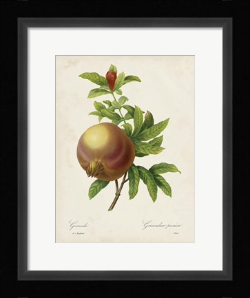 Framed Redoute's Fruit III Print