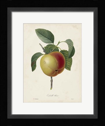 Framed Redoute's Fruit IV Print