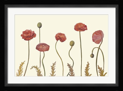Framed Coral Poppy Display I Print
