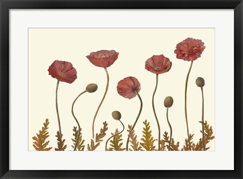 Framed Coral Poppy Display II Print
