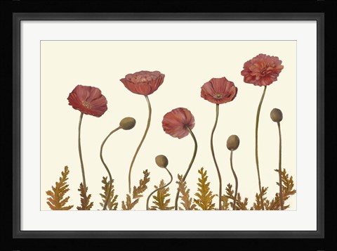 Framed Coral Poppy Display II Print