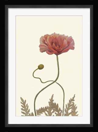 Framed Coral Poppy Display IV Print