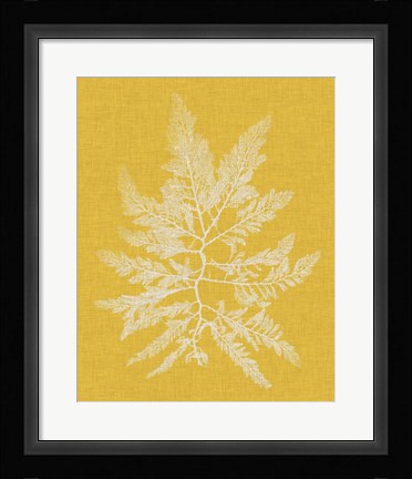 Framed Seaweed Pop II Print