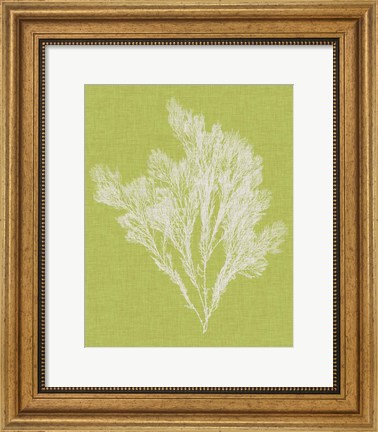 Framed Seaweed Pop V Print