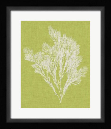 Framed Seaweed Pop V Print