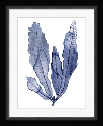 Framed Seaweed Under Water IV Print