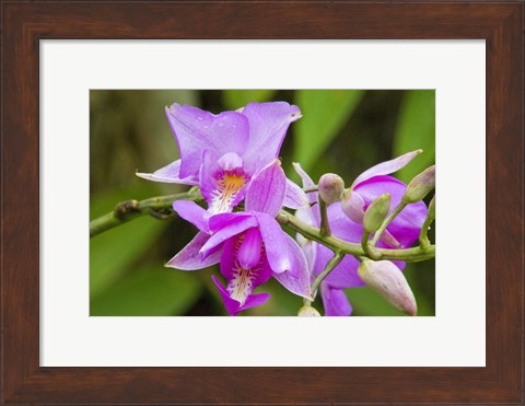 Framed Wild Orchid, Cloud Forest, Upper Madre De Dios River, Peru Print