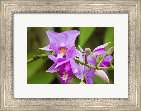 Framed Wild Orchid, Cloud Forest, Upper Madre De Dios River, Peru Print