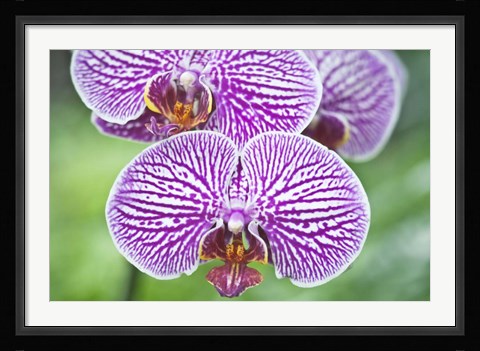 Framed Orchid Print