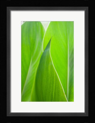 Framed Canna Leaf Close-Up 1 Print