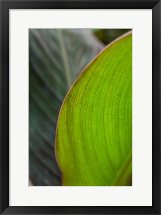 Framed Canna Leaf Close-Up 2 Print