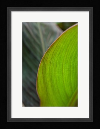 Framed Canna Leaf Close-Up 2 Print