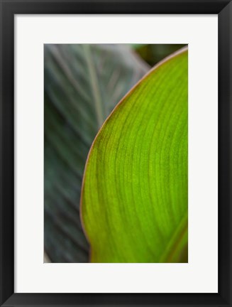 Framed Canna Leaf Close-Up 2 Print