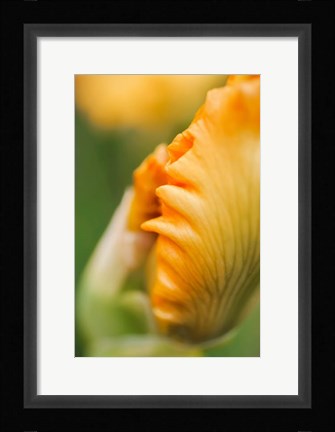 Framed Peach Bearded Iris 1 Print
