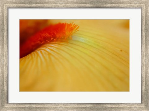 Framed Peach Bearded Iris 2 Print