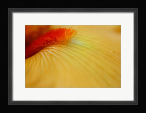 Framed Peach Bearded Iris 2 Print