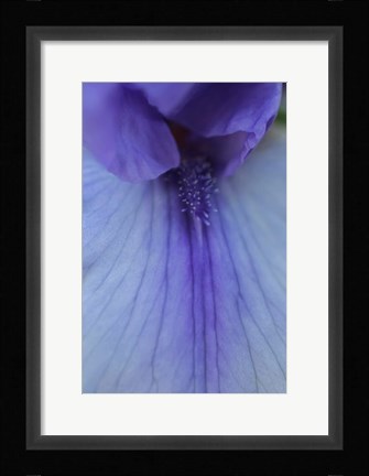 Framed Lavender Bearded Iris Print