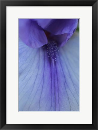 Framed Lavender Bearded Iris Print