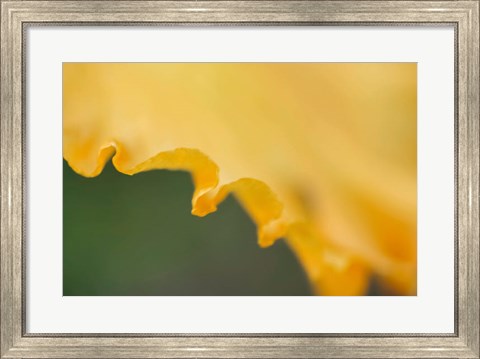 Framed Peach Bearded Iris Print