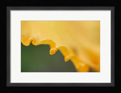 Framed Peach Bearded Iris Print