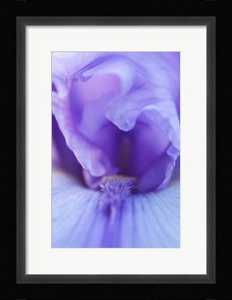 Framed Lavender Bearded Iris Print