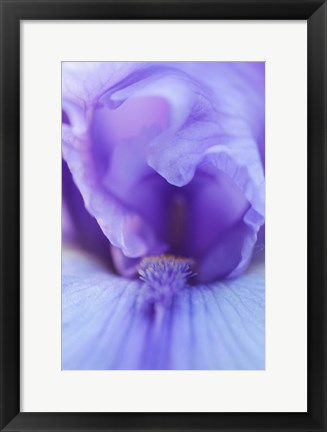 Framed Lavender Bearded Iris Print