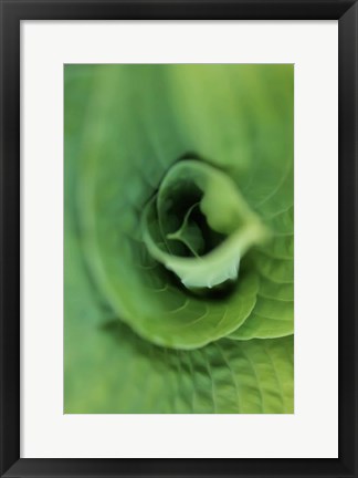 Framed Hosta Leaf Detail 1 Print
