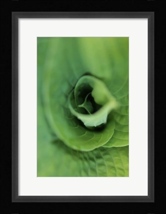 Framed Hosta Leaf Detail 1 Print