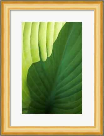 Framed Hosta Leaf Detail 2 Print
