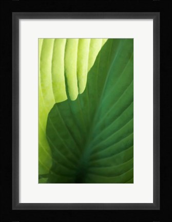 Framed Hosta Leaf Detail 2 Print