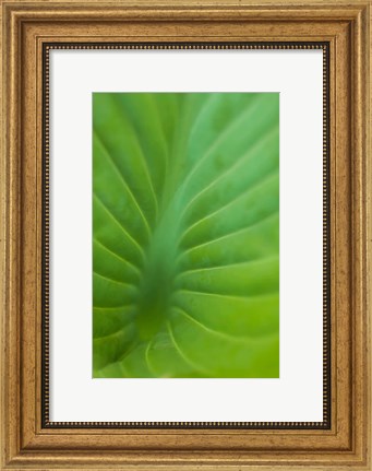 Framed Hosta Leaf Detail 3 Print