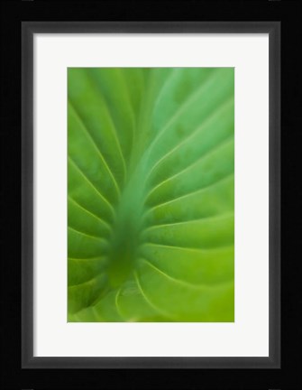 Framed Hosta Leaf Detail 3 Print