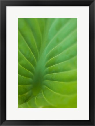 Framed Hosta Leaf Detail 3 Print