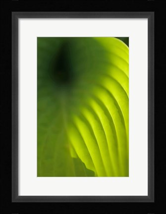 Framed Hosta Leaf Detail 4 Print