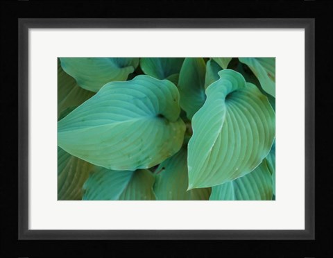 Framed Hosta Leaf Detail 5 Print