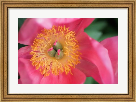 Framed Pink Peony Bloom Print