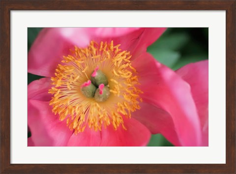 Framed Pink Peony Bloom Print