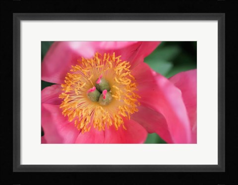 Framed Pink Peony Bloom Print