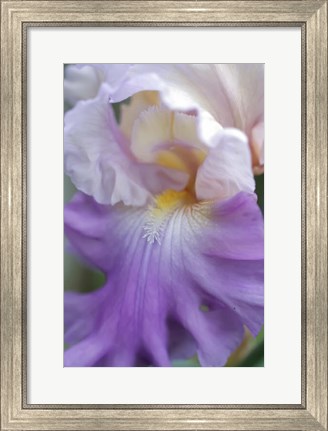 Framed Pale Lavender Bearded Iris Close-Up Print