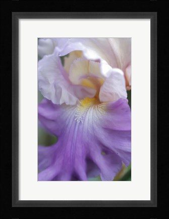 Framed Pale Lavender Bearded Iris Close-Up Print