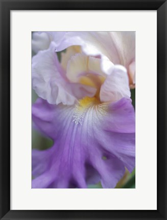 Framed Pale Lavender Bearded Iris Close-Up Print