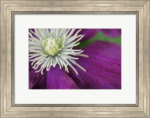 Framed Purple Clematis Bloom Print