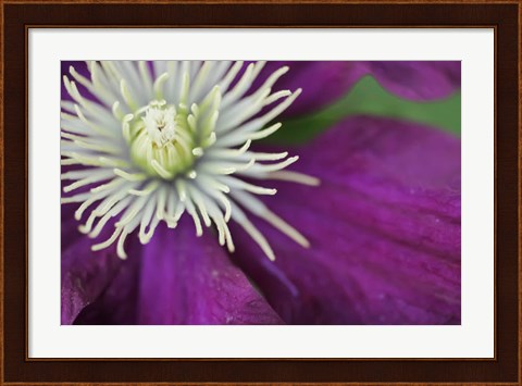 Framed Purple Clematis Bloom Print
