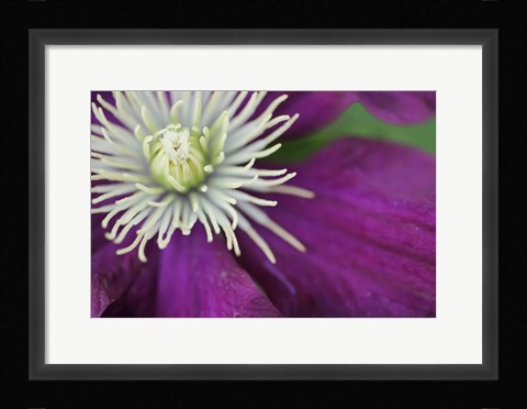 Framed Purple Clematis Bloom Print